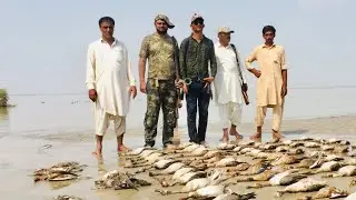 Migratory waterfowl hunting | Duck Hunting in pakistan season 2019-20