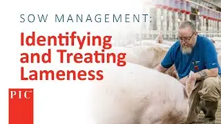 What Causes Lameness in Pigs? | Pig Improvement Company (PIC)