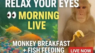 🌿 Jungle Monkey Feeding Live | Himalayan Monkeys 🔴 #LiveNow #Live #Viral #YoutubeLive #Monkey