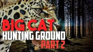 Big Cat hunting ground - Part 2 - DNA results are back
