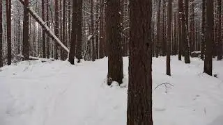 Walking in Finland winter forest