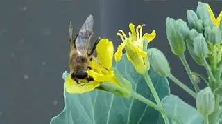 A bee on broccoli flowers