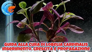 GUIDA ALLA CURA DI LOBELIA CARDINALIS: INSERIMENTO, CRESCITA E PROPAGAZIONE