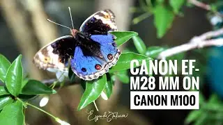 Photo Diary 25: Sample images from Canon M100 with Canon EF-M 28mm f/3.5 IS STM Macro