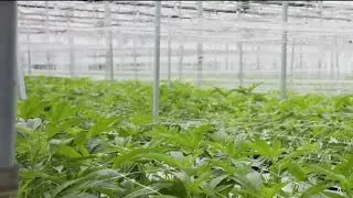Ogden firefighter sues over suspension for refusing to surrender cannabis card