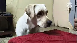 A shocking incident 😨 #comics #funny #labrador #alwayshungry #dogshorts #doglife#shocking 