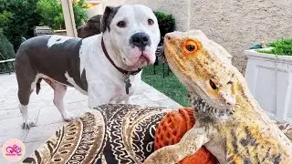 A Pitbull Lost His Best Friend, Until a Tiny Bearded Dragon Brought Him Back to Life
