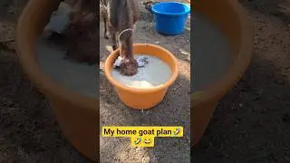 Goat life #entertainment #youtube #pets #goat #goatfarming #goats #shorts #trending #love #world