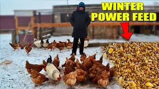How I Make 4-Grain Sprouted Fodder for Chickens & Ducks | Winter Egg Secret