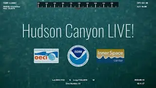 Hudson Canyon Daily Livestreams!