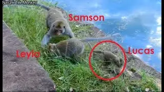 Very best action Leyla help protect save Lucas from Samson attack by No reason
