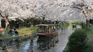 【4K】春の京都(2019/4/6,4/7) Cherryblossom in Kyoto