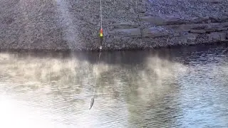 Live sunfish on a slip bobber rig