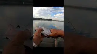 come&ccedil;amos bem #peixenalinha #pescacombambu #pescaria #peixe #fishing #cirvina
