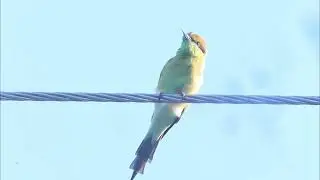 Blue cheeked Bee-eater displaying his Magnificent Colors Patterns
