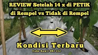 Hasil Perempelan Tunas Air Setelah 14x di Petik || Perempelan Tunas Cabe Rawit ||Cara Menanam Cabe||