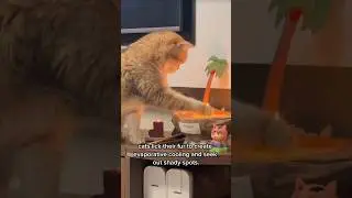 😱 Cats Sweat Through Their Feet?! The Weird Truth! #cat #berandayoutube #pets #catlover #funnycats