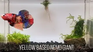 🏆 ACQUIRED 🏆 Nancy - Yellow Based Nemo Giant