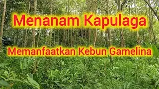 Memanfaatkan Tanah || Menanam kapulaga di Kebun Kayu!!! 