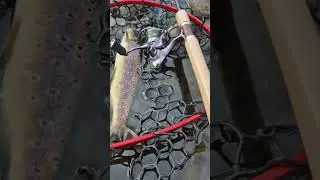 Perfect ultralight spinning combo for trout! #fishing #spinning #trout #ultralight #nature #river