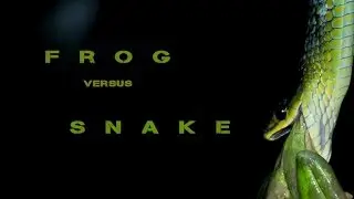 GreenTree Frog vs Green Tree Snake:  an epic battle