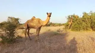 Golden Desert and Camel Video