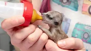 Have You Ever Seen Orphan Babies Like This? (2-Month Journey of raising Meerkats)
