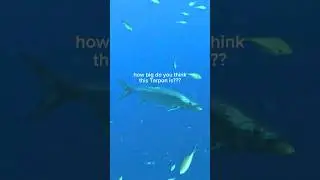 This TARPON is MASSIVE 😳 #scubadiving #underwater #tarpon #shorts