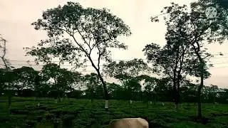 Vist nepal birtamod(jhapa) bagan  tea garden