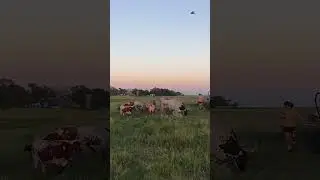 Pumpjacks and Cattle! #cattle #homestead #farm #grassfed #adventure