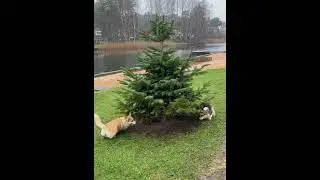 Хоровод вокруг ёлочки!🌲😁 Round dance around the Christmas tree!
