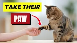 7 Signs That Your Cat Trust You