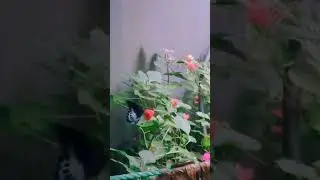 Blue Mormon Butterfly/Kerala Butterflies /Mutualism(plant pollinator interaction)