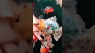 gemoy fish 🤭 #ikan #kokifish #kokioranda