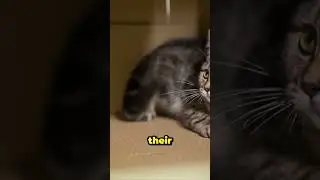 Why Do Cats Go Crazy at 3 AM? | Midnight Zoomies Explained!