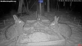 Snow Bunnies at BWHQ Akron, Ohio - 2.12.20