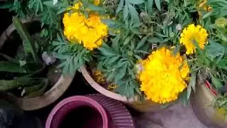 How To Start A Flower Garden In Your Front Yard Gardening Story 1