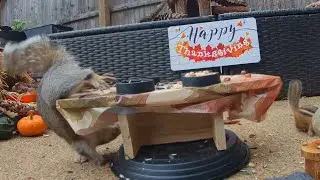 Backyard Drama: Tree Squirrel vs Ground Squirrel!