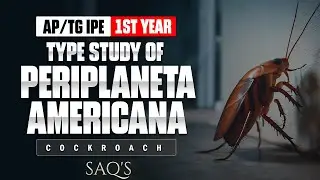 Типовое исследование Periplaneta americana | Таракан | Вопросы для самостоятельной работы (SAQ) д...