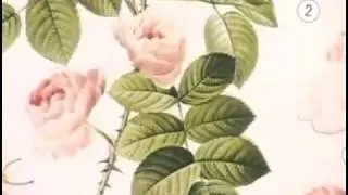 Pink Roses 3-D Papier Tole Sheet by Ecstasy Crafts