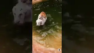 tiger and white tiger romantic swimming pool video