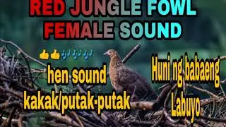 Wild chicken hen call sound/huni ng babaeng Labuyo/female junglefowl