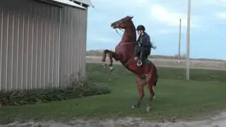 The Levade - Henry preforms the Levade and rears on command
