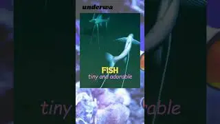 5 Facts About Tripod Fish. #fish  #animals #underwater