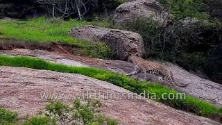 Leopard cub learns how to hunt from its mother | Leopard Behaviour