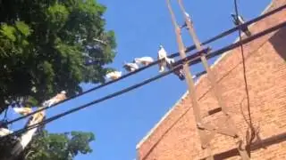 Flying pigeons