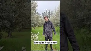 Drought Resilience in Cyprus  #SoilHealth #WaterConservation #HighPhenolicOliveOil #HPEVOO #HPPEVOO