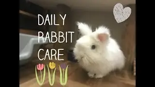 Daily Rabbit Care Routine | Rabbit Care