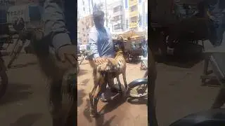 Ready for Bakra Eid | Ready For Sale | Mashallah Full Active and Healthy Bakra