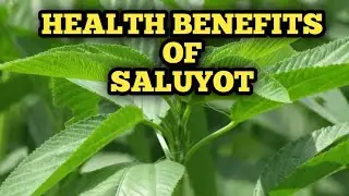 SALUYOT OR JUTE FOR CANCER, COLDS AND FLU | NUTRITIONAL VALUE OF JUTE ( Corchorus olitorius).